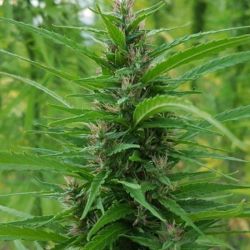 Queen Haze plant
