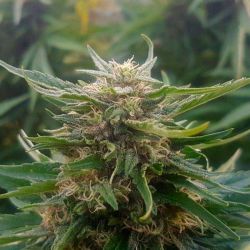 King Haze plant