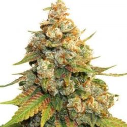 Lemon Haze - 3