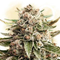 Grass Light Gorilla Glue