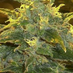 Amnesia - 4