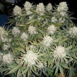 Sweet Kush - 4